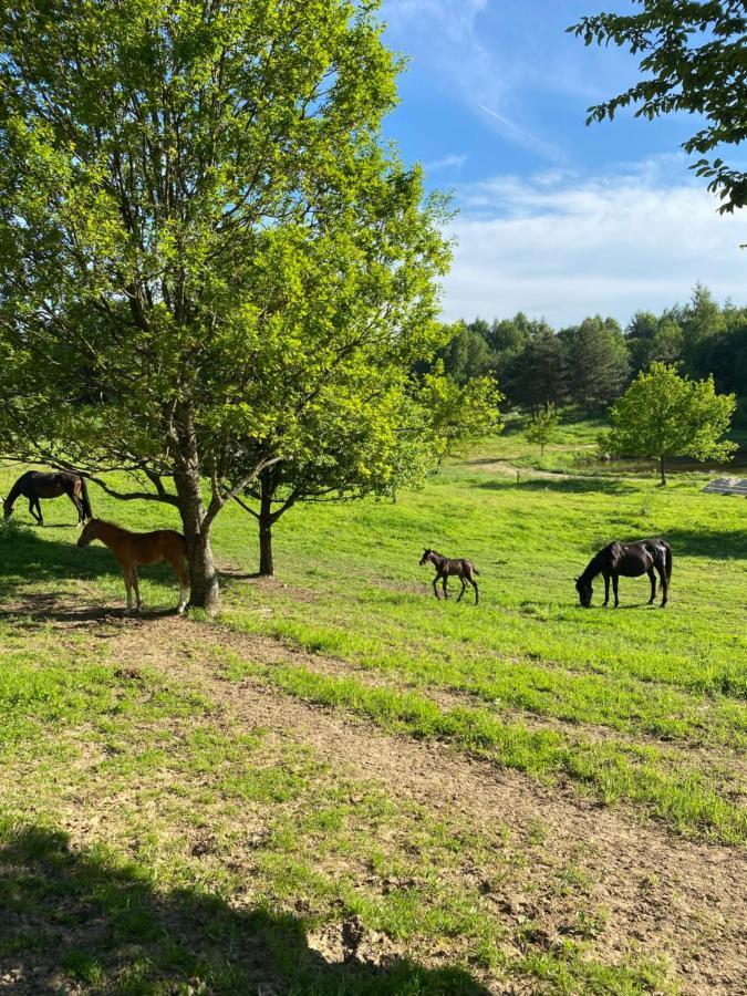 Koziula - Domki I Lesne Spa Na Kaszubach Przywidz  Exterior foto
